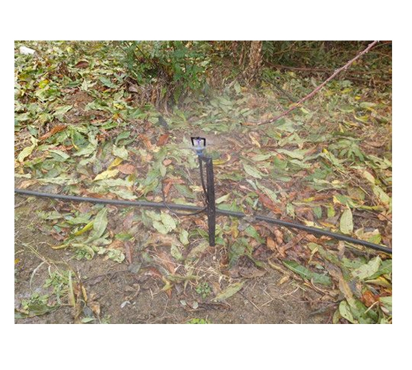 地插（chā）微噴實景