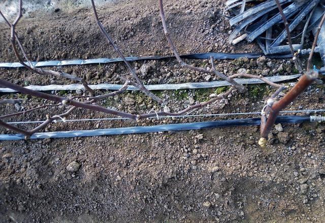 滴灌（guàn）帶