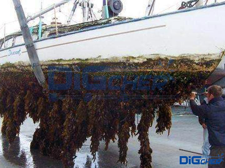 人工（gōng）去除船底海生物